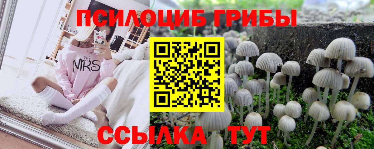 Курчатов  Галлюциногенные грибы Psilocybe  Вход с VPN 